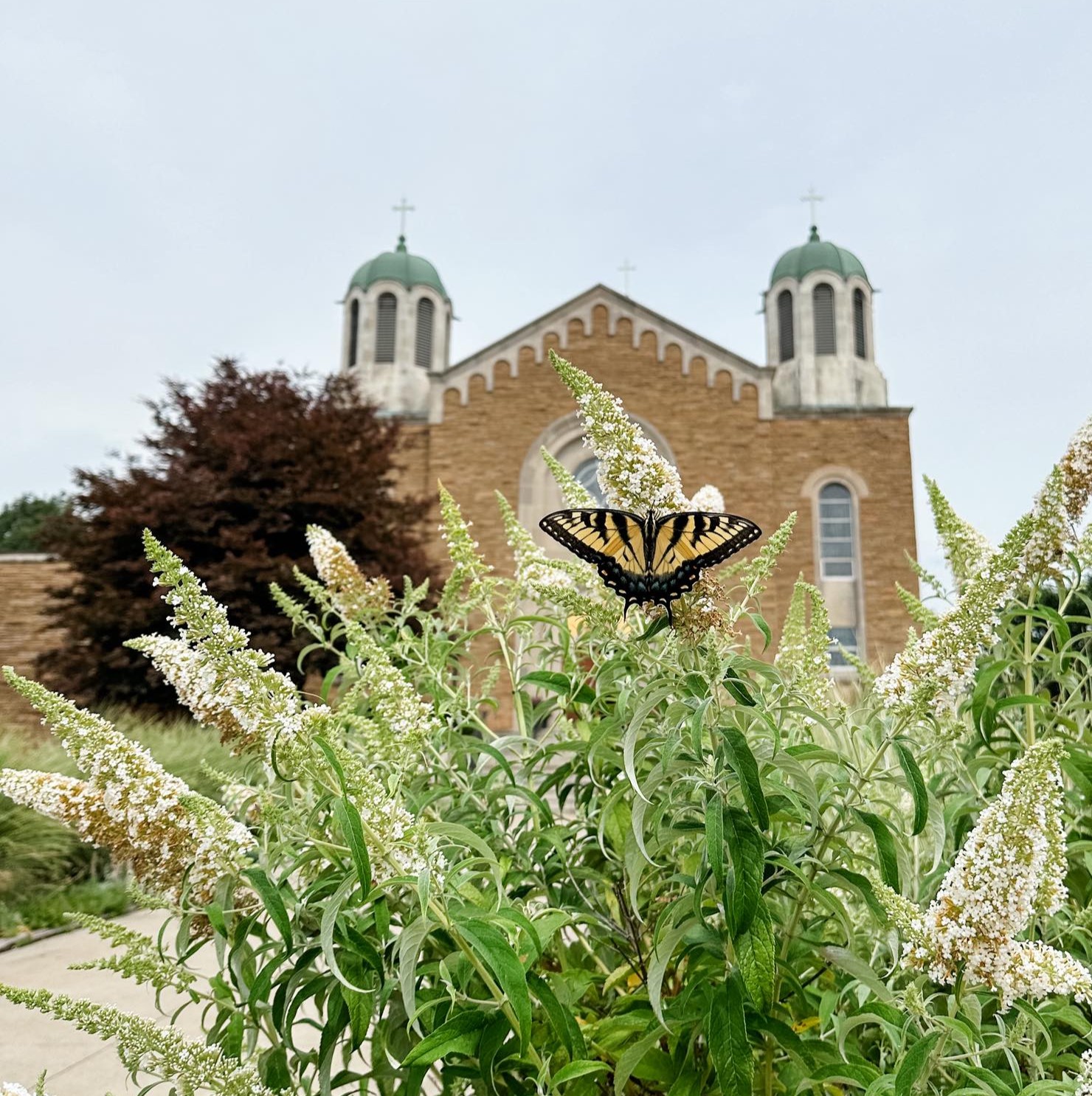 Swallowtail butterfly on white blossoms outside Saint Sava Cathedral in Parma, Ohio